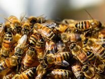 Пчелопакеты, пчеломатки, зимовалые семьи