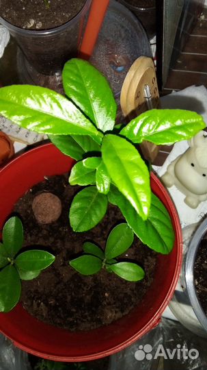 Лимонное дерево