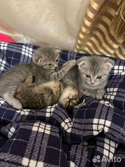 Вислоухие котята