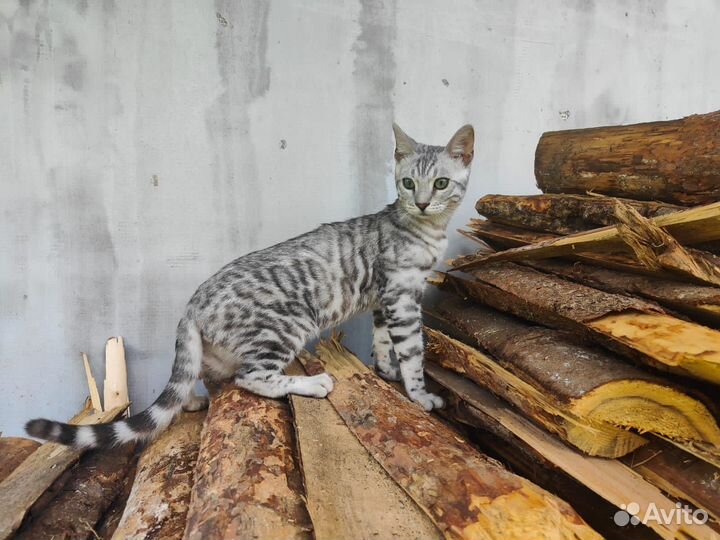 Бенгальские котята серебро