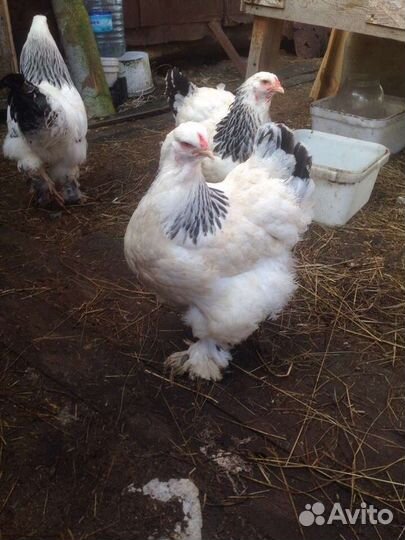 Цыплята брама