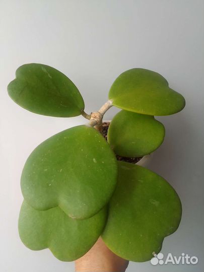 Хойи, Дисхидии