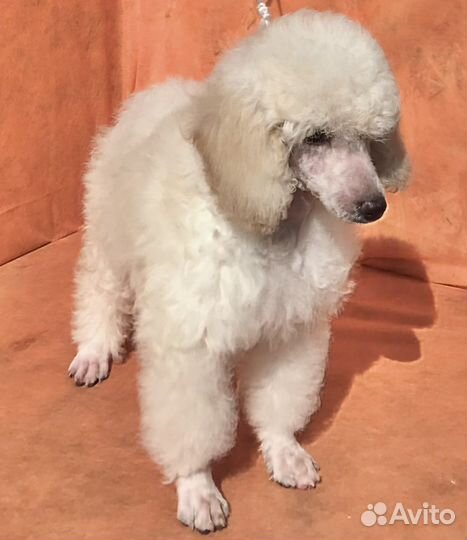 Пудель малый средний