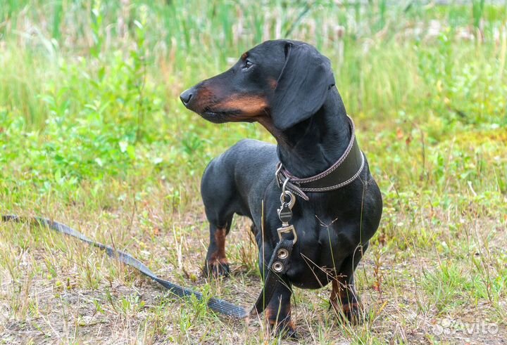 Кобель стандартной гладкошерстной таксы на вязку