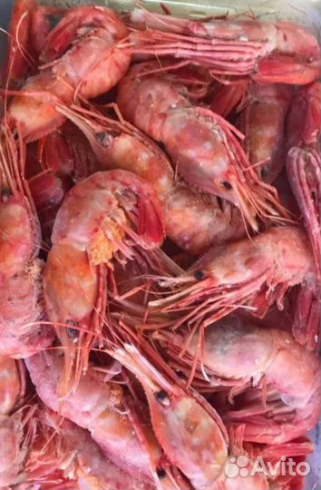 Креветка ботан