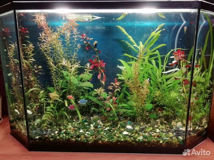 Аквариум