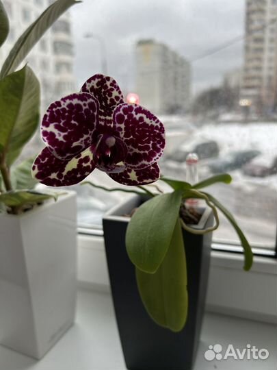 Орхидея фаленопсис дикий кот