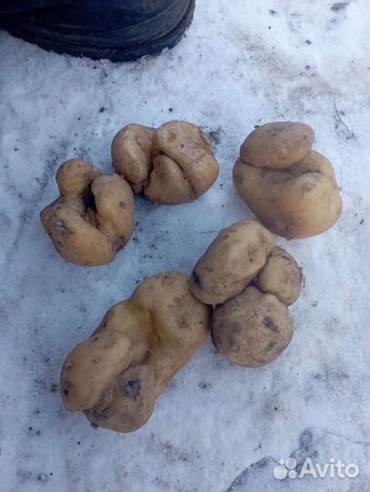 Товары для животных