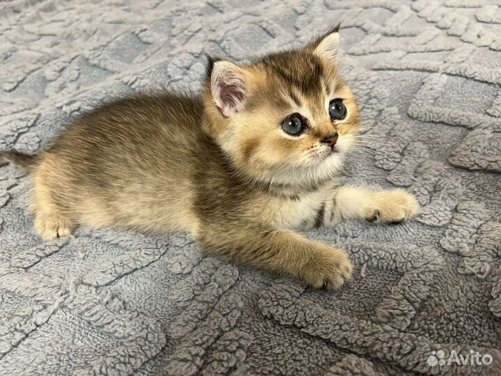 Золотой мальчик