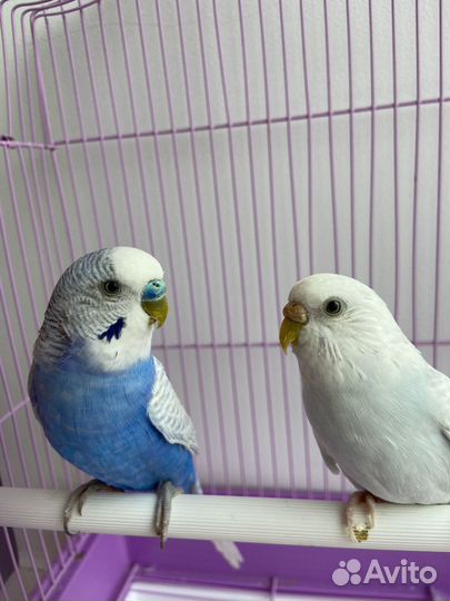 Волнистые попугаи с клеткой