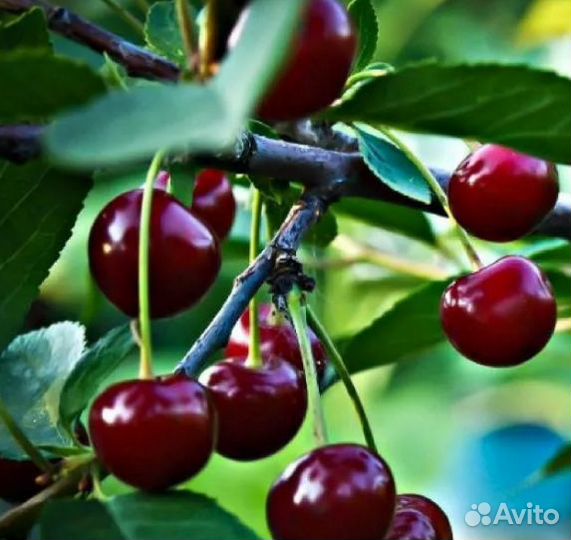 Саженцы вишни, барбариса