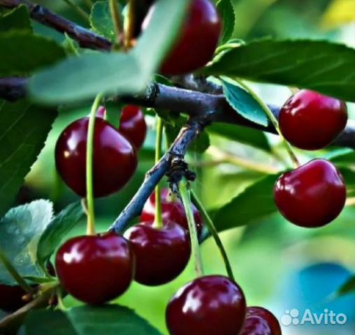 Саженцы вишни, барбариса