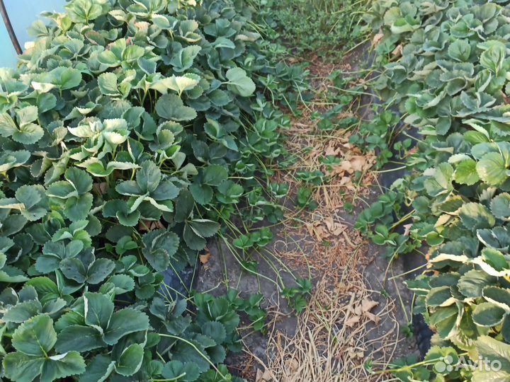 Рассада клубники Априка