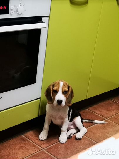 Щенки бигль