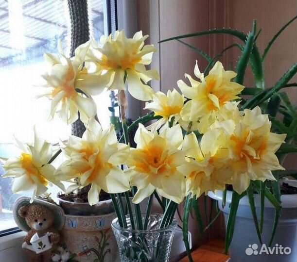 Цветы Нарцисы /Пионы / Примула
