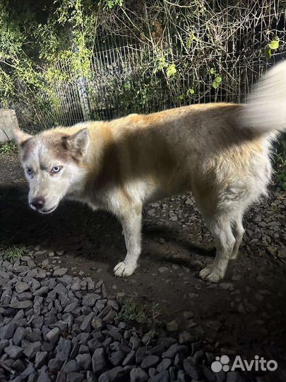 Собаки бесплатно в добрые руки