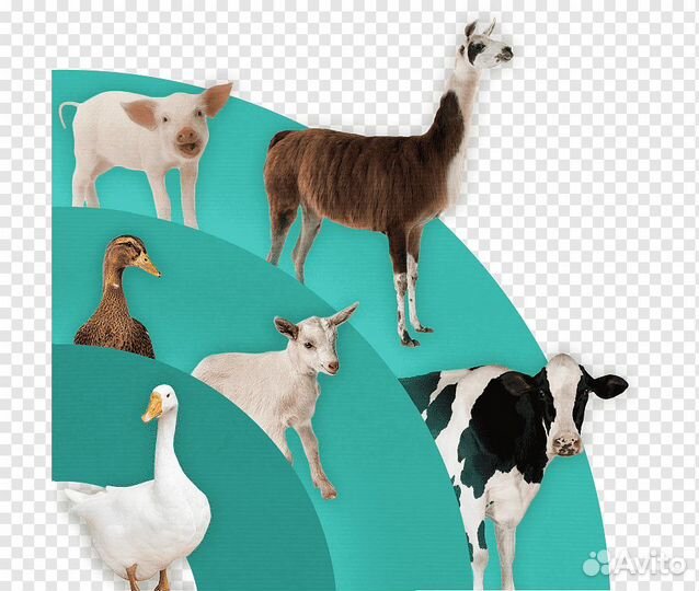 Везу Козу.Перевозка животных. Доставка корма