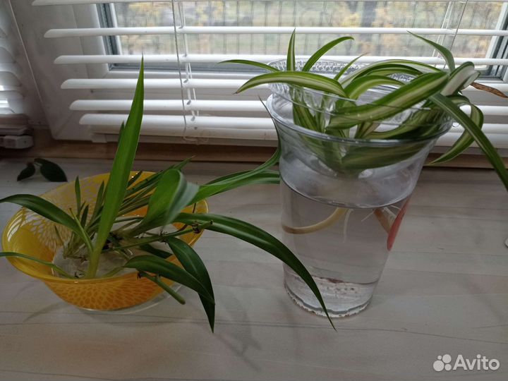 Хлорофитум обычный и кудрявый