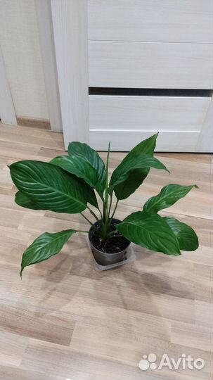 Спатифиллум,Фикус, мединилла