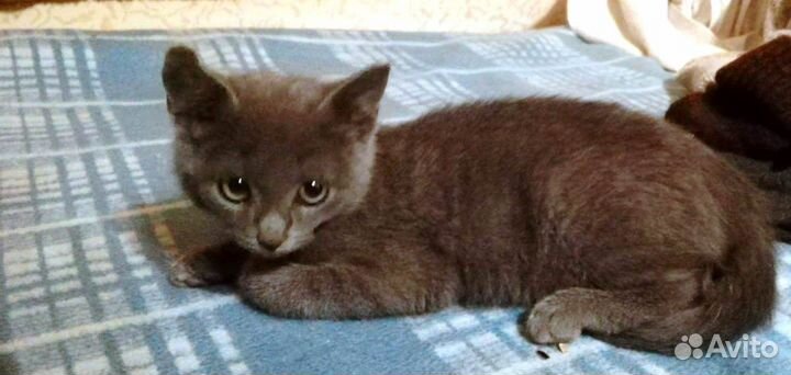 Котенок мальчик метис от русского голубой