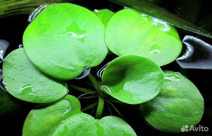 Аквариумные растения