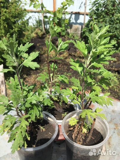 Хризантема кустовая саженцы