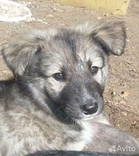 Собака в добрые руки щенок