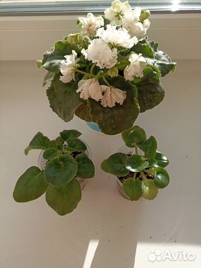 Фиалка белая