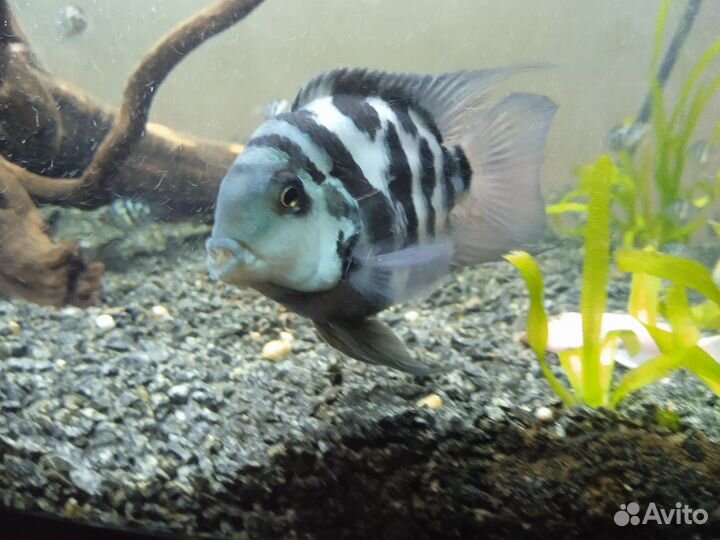 Аквариумные рыбки