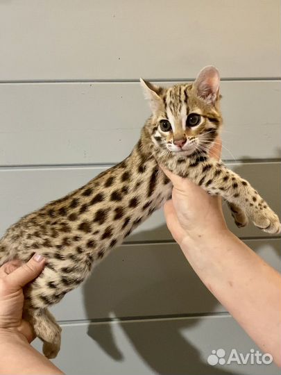 Алк HP 75% азиатский леопардовый кот