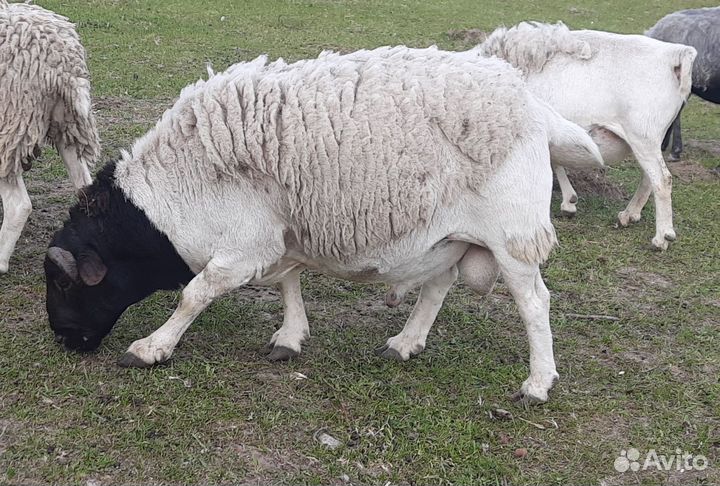 Баран Дорпер