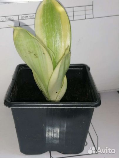 Домашние цветы