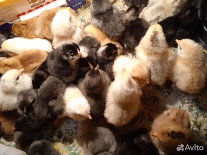 Цыплята суточные несушка