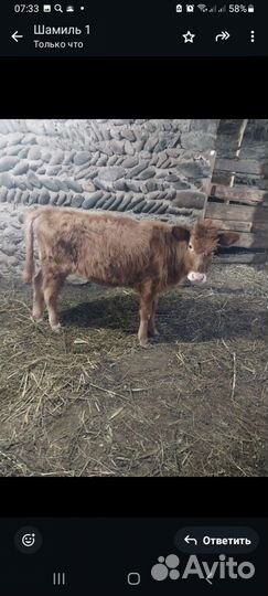 Телята телки 2 штуки