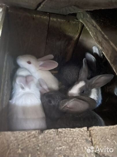Продам кроликов
