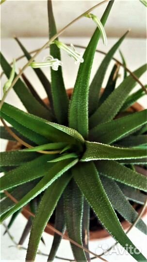 Хавортия Аттенуата взрослое растение