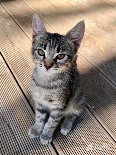 Ласковая и игручая девочка ищет любящих хозяев