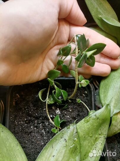 Эсхинантус