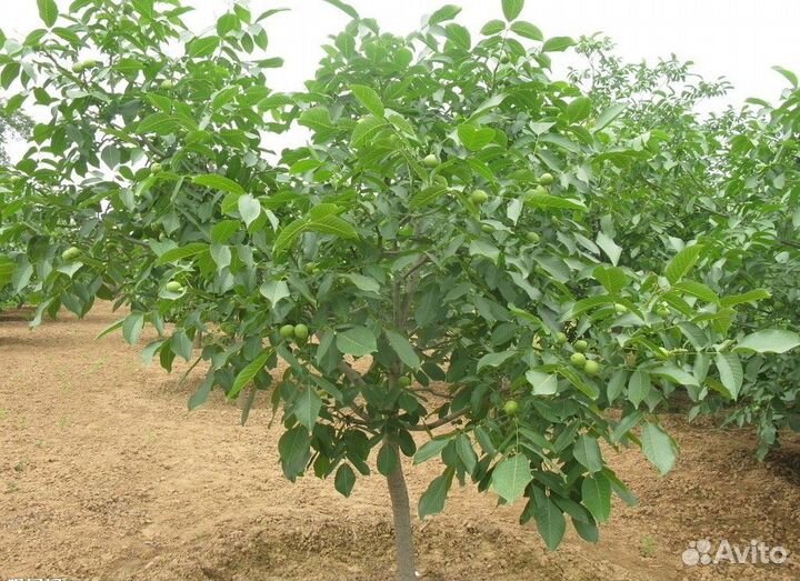 Саженцы грецкий орех