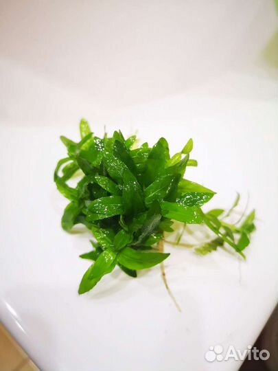 Аквариумные растения бесплатно по воскесеньям