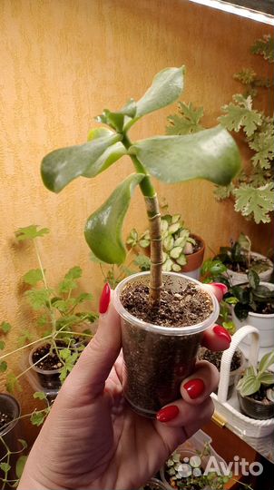 Суккуленты малявочки