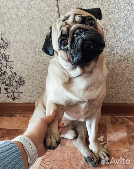 Мопс на вязку