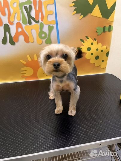 Груминг собак и кошек