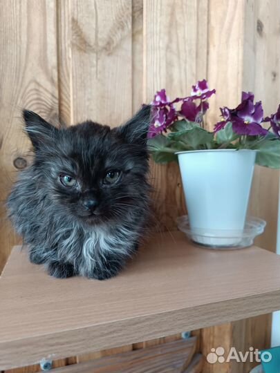 Котёнок