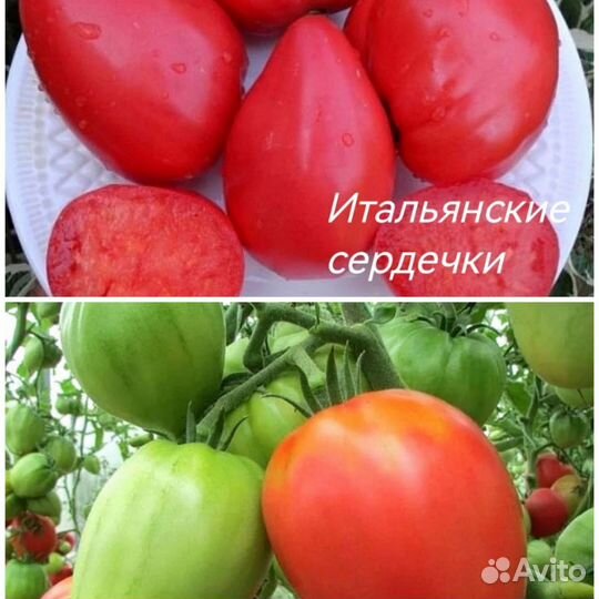 Продам семена редких коллекционных томатов и перца