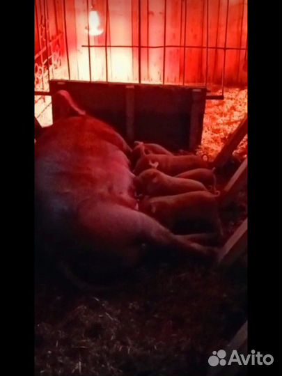 Поросенок ландрас/дюрок