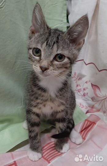 Очень ласковый котенок 2,5 мес