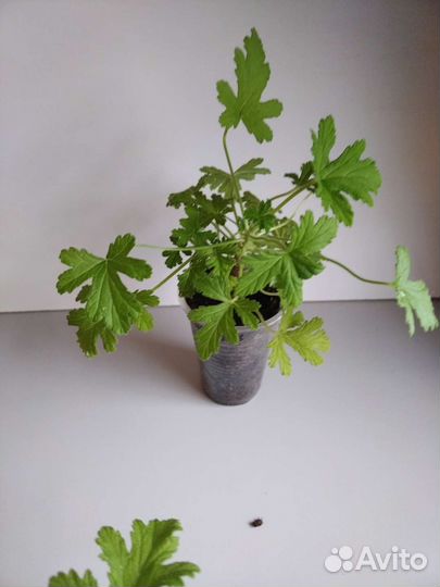 Пеларгония герань душистая