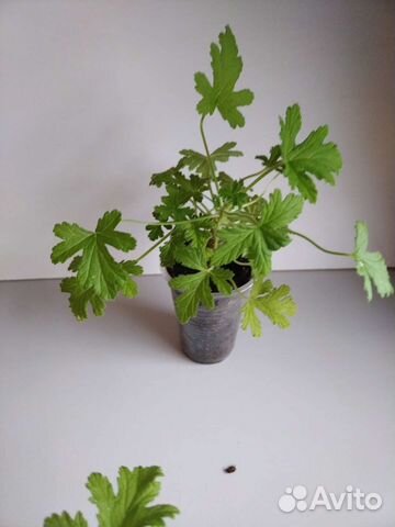 Пеларгония герань душистая