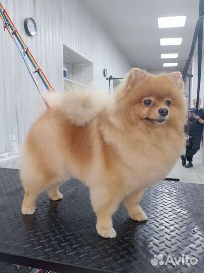 Стрижка собак и кошек. Экспресс линька